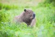 Elusive Capybara Samba Evades Capture for Two Weeks After Zoo Escape