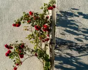 Embracing Negative Space: Japanese Ikebana Inspires Garden Design