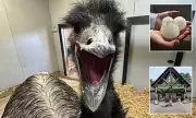 Emu Killed by Softball-Sized Hail in Devastating Missouri Storm