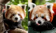 Endangered Red Panda Priya Arrives at Highland Wildlife Park in Conservation Boost