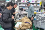 Escaped Korean Wolf Recaptured After Nine-Day Search Involving 300 Personnel