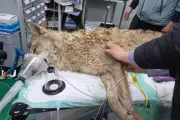 Escaped Wolf Captured Alive in South Korea After Nine-Day Search Operation