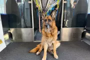 EU Pet Passports, War Insurance, EES Entry, and Train to Istanbul: Travel Q&A