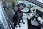 EV Dog Warning: Heat Risks During Charging Stops