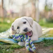 Expert Dog Trainer Reveals 3 Simple Steps to Curb Puppy Biting Habits