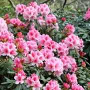 Expert Reveals Why Your Camellias and Rhododendrons Won't Bloom