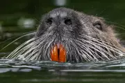 Experts Fear Deliberate Reintroduction of Destructive Giant Rodent in California