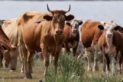 Five Suspects Arrested in Texas for Alleged Theft and Slaughter of 70 Cattle