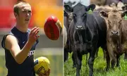 Former Carlton Footballer Joseph Dare Faces Cattle Theft Charges After Animal Cruelty Conviction