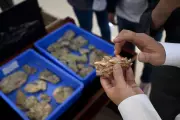 Fossil Teeth Reveal Ancient Ecosystems and Human Evolution