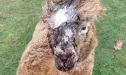 Four Alpacas Killed in Dog Attack Days After New Livestock Law Enacted