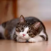 Four Key Signs Your Cat Is Truly Happy and Content in Your Home