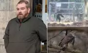 Gamekeeper who clubbed protected goshawk to death avoids jail