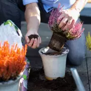 Garden Expert Joe Swift Reveals Three Steps to Perfect Container Shrubs