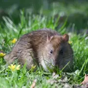 Garden Rats Fear Simple Change: Move Items to Deter Infestations