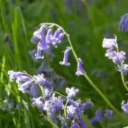 Gardeners Must Identify Bluebell Type This April to Protect Native Species