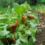 Gardener's Secret Weapon: Sheep's Wool Pellets to Banish Snails and Slugs