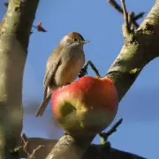 Gardeners Share Clever Trick to Stop Birds Eating Berries and Fruits
