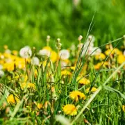 Gardeners Urged to Halt Mowing and Embrace Weeds to Save Bees This April