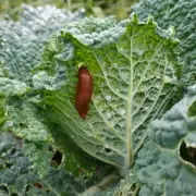 Gardening Expert Reveals Natural Thorn Barrier to Deter Slugs and Snails
