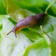 Gardening Expert Reveals Sheep's Wool as Top Slug Deterrent