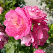 Gardening Expert Reveals Simple April Task for Thriving Roses