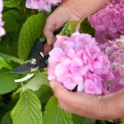Gardening Expert Warns: Never Prune Hydrangeas in April Without This Check