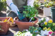 Gardening's Surprising Health Benefits for Body and Brain Revealed