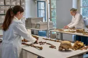 Genome Study Reveals Secrets of Western Roman Empire's Fall