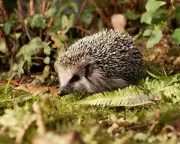 German Mayors Demand Night Ban on Robot Lawnmowers to Save Hedgehogs