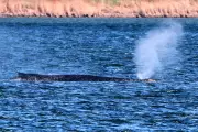 German Rescuers Deploy Air Cushions in Daring Bid to Save Stranded Whale Timmy