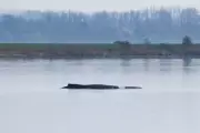 German Rescuers Launch Elaborate Operation to Save Stranded Whale Timmy