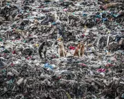 Germany Becomes World's Largest Exporter of Plastic Waste in 2025