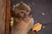 Gibraltar Monkeys Eat Soil to Counter Junk Food Effects, Study Finds