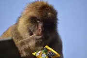 Gibraltar Monkeys Eat Soil to Counter Junk Food Stomach Upsets