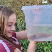 Girl, 10, Discovers Endangered Mexican Axolotl Under Bridge in Wales