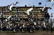 Global Snapshot: From Yorkshire Pigeons to Tokyo Go-Karts in Monday's Photos