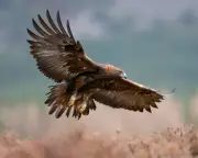 Golden Eagles Poised for English Return After 150-Year Absence