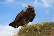 Golden Eagles Set for English Return with New Government Funding