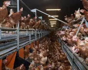 Government's Plan to Relax Chicken Farm Rules Faces Criticism