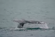 Gray Whale Deaths Surge in San Francisco Bay Amid Food Scarcity Crisis