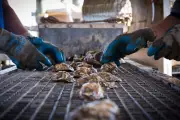 Harsh Winter Decimates Long Island Oyster Farms, Causing $2.4 Million Loss