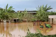 Hawaii Floods Dilute Pesticide Risk, But Residents Remain Wary of Toxic Mud