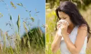 Hay Fever Patients Express Concerns Over Potential Overmedication Amid Pollen Bomb