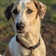 Heartbreaking Tale of Ralph: Dog Returned After 12 Days, Overlooked for 6 Years