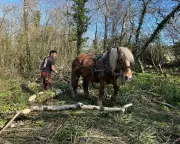 Heavy Horses in Dorset: The Art of Traditional Horse Logging