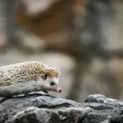 Hedgehog Feeding Guide: How to Attract Them to Your Garden This Spring