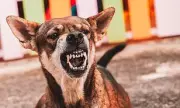 Hidden Health Conditions That Can Turn Your Dog Aggressive