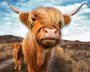 Highland Cows Forced Into Hiding After Social Media Frenzy Causes Distress