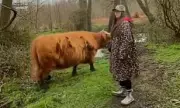 Highland Cows Removed from Kent Nature Reserve After TikTok Fame Causes Distress